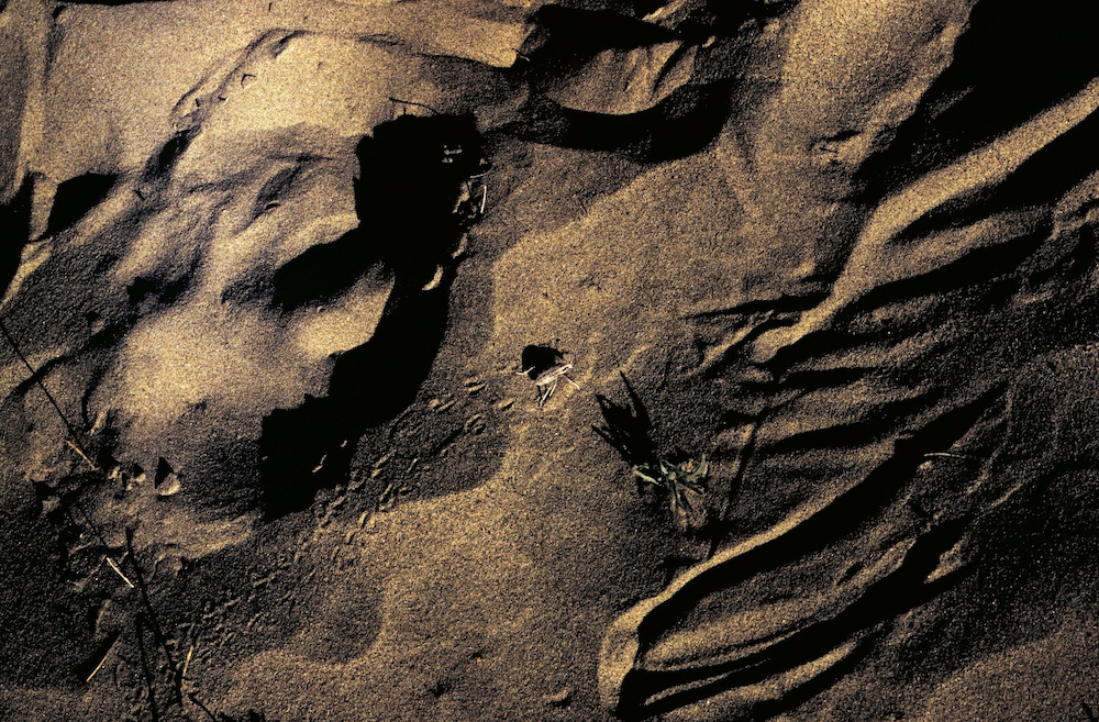 Dune buggy