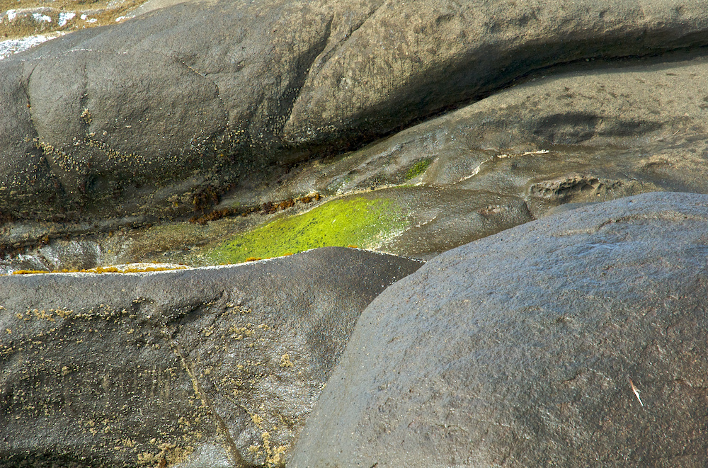 Moss on wet rocks