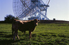 Bovine radio astronomers find your thesis unconvincing