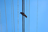 Bird on a wire #2