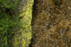 Lichens and moss